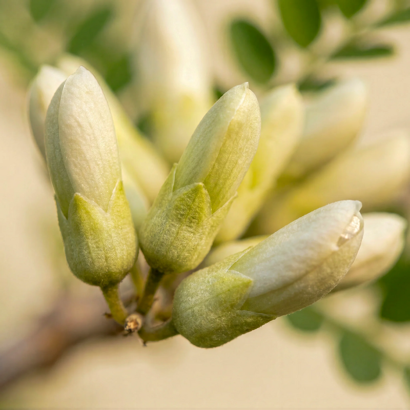 Quercetin